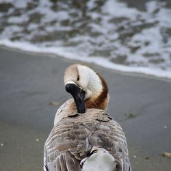 Close-up of a bird on the lake