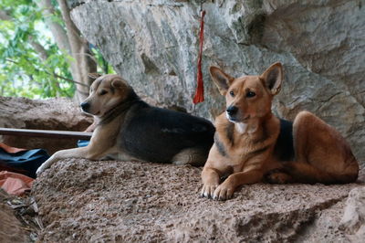 Close-up of dog sitting on rock