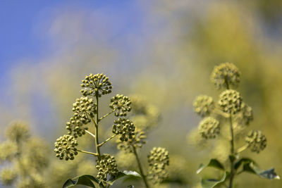 Close-up of yellow flowering plant on field