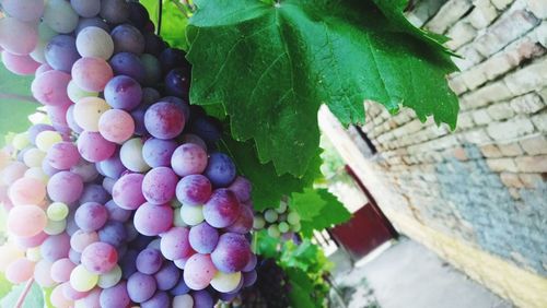 Close-up of grapes