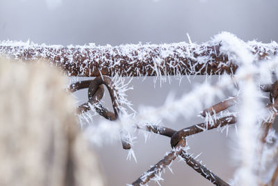 Close-up of snow covered plant against trees