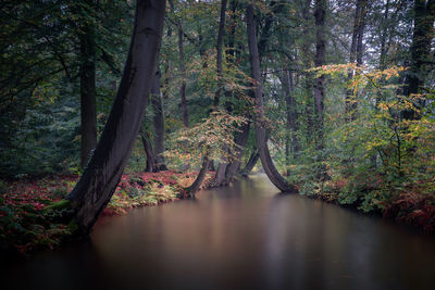 Scenic view of river amidst trees in forest