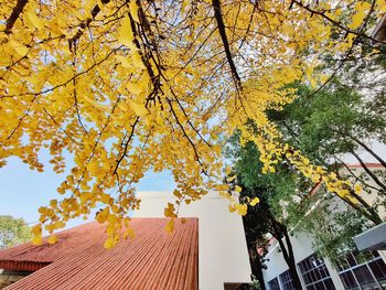 Low angle view of tree against sky during autumn