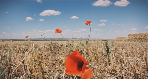 Scenic view of field against cloudy sky