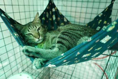 Close-up portrait of a cat in cage