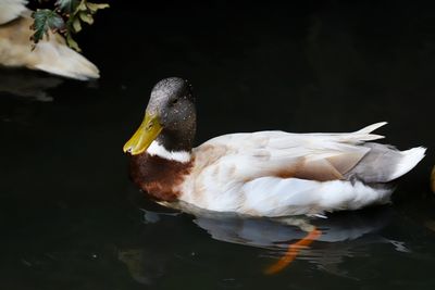 Duck on pond 