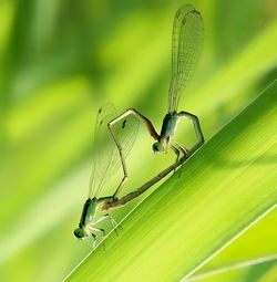 Close-up of insect on plant