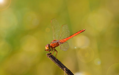 Close-up of dragonfly on leaf