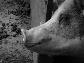 Close-up of a dog