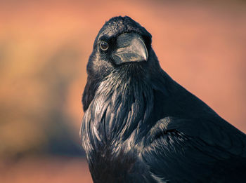 Close-up of crow