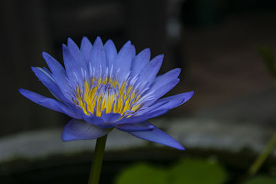 Close-up of purple water lily