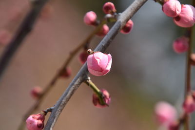 Close-up of plant