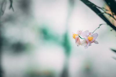 Close-up of white flowers blooming on tree