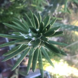 Close-up of succulent plant