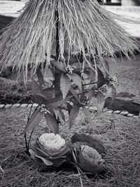 Close-up of tree trunk