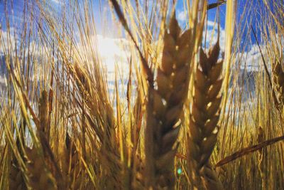 Close-up of grass in field