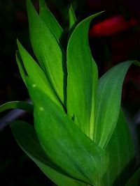 Close-up of plant