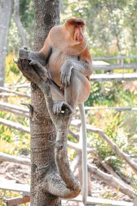 Lion sitting on tree