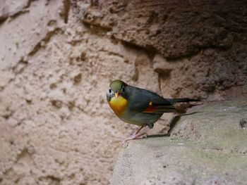 Close-up of bird perching on retaining wall