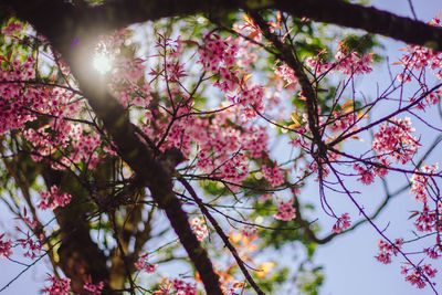 Low angle view of cherry blossoms against sky