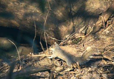 Side view of baby squirrel on field