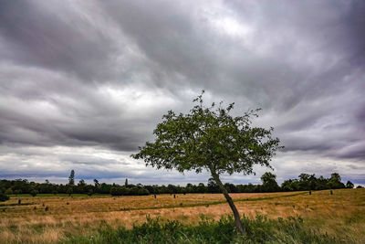 Tree on field against sky