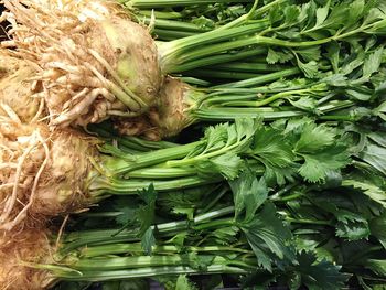 Directly above shot of celeriac at home