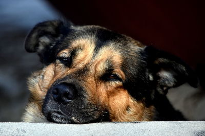 Close-up portrait of dog lying down