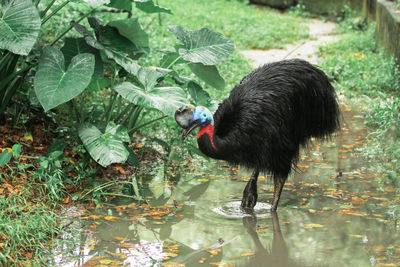 Black bird in a water