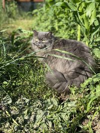 View of a cat on land