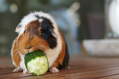 Close-up of guinea pig eating cucumber on floorboard