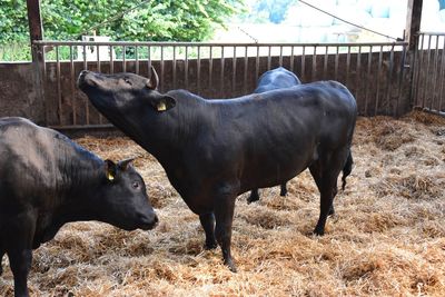 Cows standing in a field