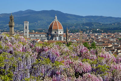 Purple flowering plants by buildings against sky in city