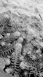 Close-up of frozen water