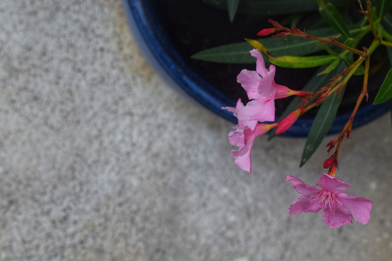 CLOSE-UP OF PINK FLOWER