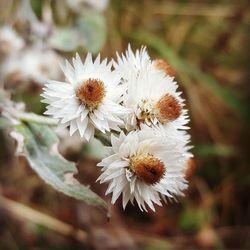 Close-up of white flowering plant on field