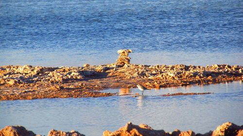 Giraffe on rock by sea