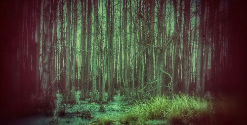 Trees growing in park