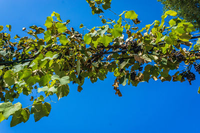 Low angle view of tree against blue sky