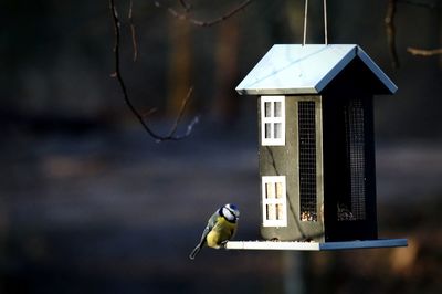 Close-up of bluetit on bird feeder