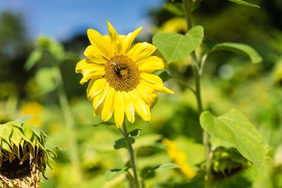 Close-up of yellow sunflower