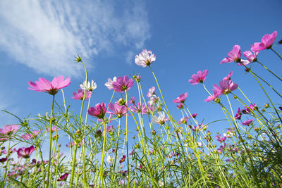 Close-up of pink cosmos flowers against sky