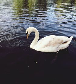 Swan swimming in lake