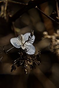 Close-up of insect on flower