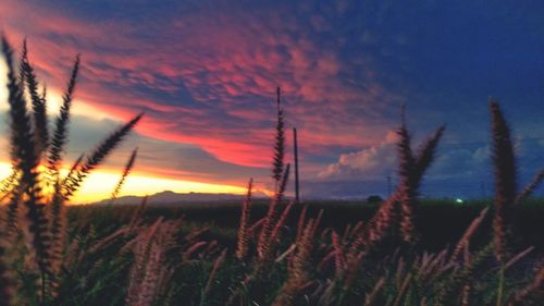 Close-up of plants on field against sky at sunset