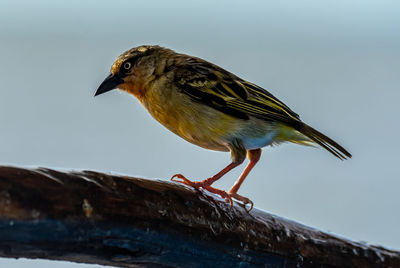 Close-up of bird perching on roof against sky