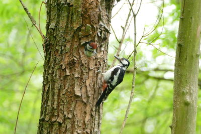 Bird perching on tree