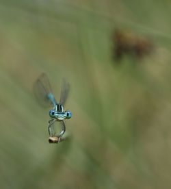Close-up of damselfly on leaf