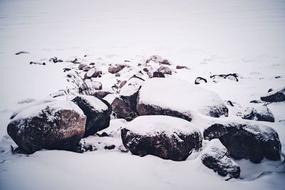 Close-up of horse flying over snow covered landscape