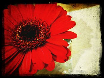 Close-up of red flower